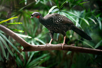 White-browed Guan bird (Penelope jacucaca)