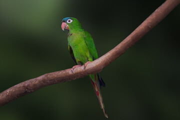 Blue Crowned Parakeet bird (Thectocercus acuticaudatus)