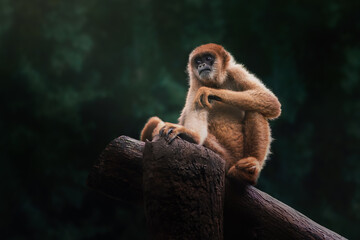 Southern Muriqui monkey (Brachyteles arachnoides) or Woolly Spider Monkey © diegograndi