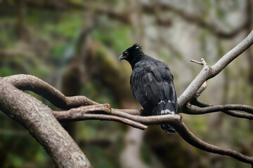 Black Hawk-eagle (Spizaetus tyrannus)