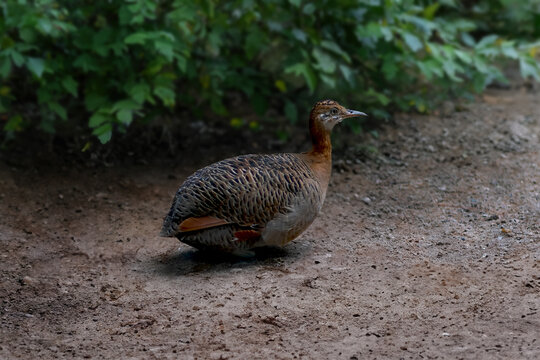 Red-winged Tinamou bird (Rhynchotus rufescens)