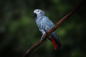 Grey Parrot (Psittacus erithacus) or Congo African Grey Parrot
