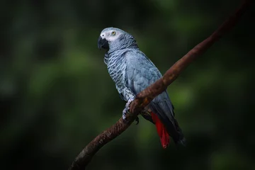 Foto auf Glas Grey Parrot (Psittacus erithacus) or Congo African Grey Parrot © diegograndi