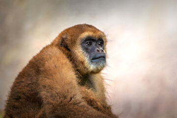 Southern Muriqui monkey (Brachyteles arachnoides) or Woolly Spider Monkey