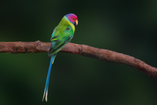 Male Blossom Headed Parakeet (Psittacula roseata)