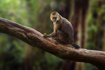 Wedge-capped Capuchin monkey (Cebus olivaceus)