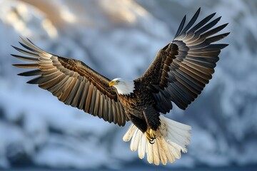 Obraz premium A bald eagle soars with spread wings flying in the sky on winter mountains background