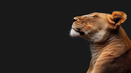 Obraz premium Majestic lioness looking upwards, her gaze set against a dark background