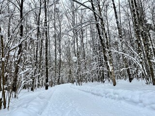 Winter background. Beautiful, fabulous, winter forest. Relaxing in the park, in the forest.