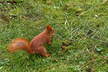 A red squirrel living in the city.