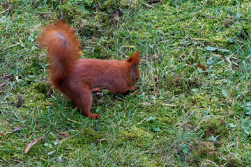 A red squirrel living in the city.