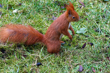 A red squirrel living in the city.
