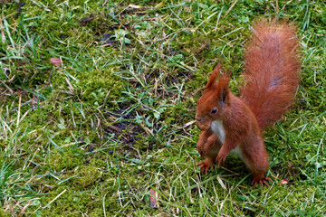 A red squirrel living in the city.