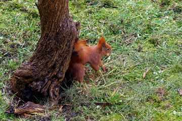 A red squirrel living in the city.