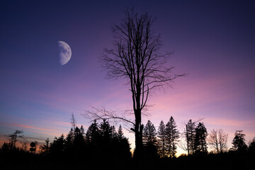 Night landcscape with trees silhouettes and moon on late evening sky