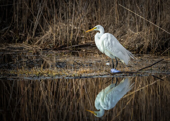Great Egret Reflection with Litter