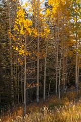 Fototapeta premium Quaking Aspen (Populus tremuloides) in fall color