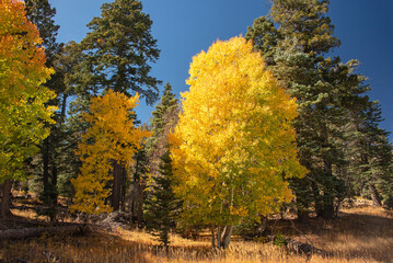 Naklejka premium Quaking Aspen (Populus tremuloides) in fall color