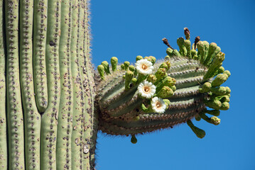 Saguaro Cactus (Carnegiea gigantea) in bloom