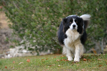 beautiful black and white border collie dog, protector of herd and house