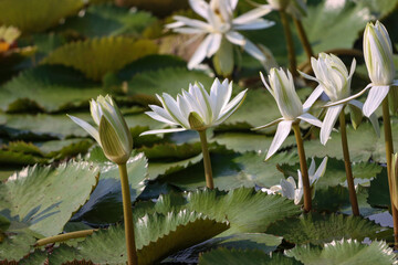 Beautiful lotus flower blooming in lake. Nice lotus picture for wall mounting. flower smell. Blooming season. Seasonal greetings of the year.
