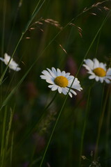 Marguerite dans la prairie