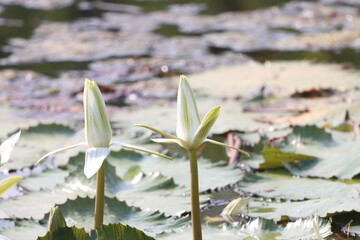 Beautiful lotus flower blooming in lake. Nice lotus picture for wall mounting. flower smell....