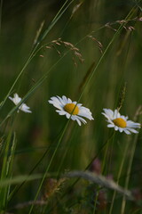Marguerite dan la prairie