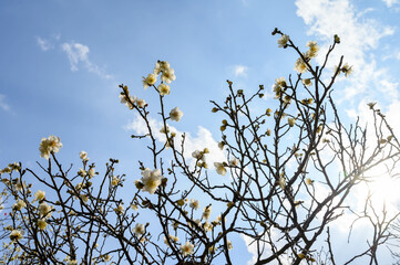 兵庫県神戸市の岡本梅林公園の梅の花。