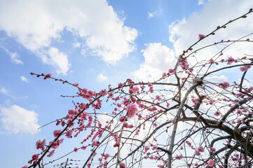 兵庫県神戸市の岡本梅林公園の梅の花。