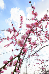 兵庫県神戸市の岡本梅林公園の梅の花。