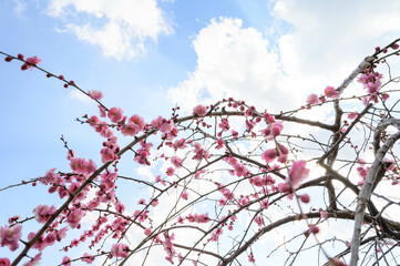 兵庫県神戸市の岡本梅林公園の梅の花。