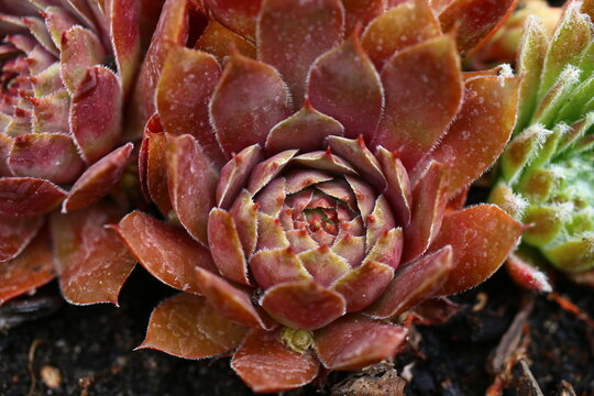Volkmar Schara rojnik sempervivum