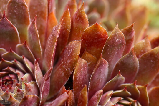 Volkmar Schara rojnik sempervivum