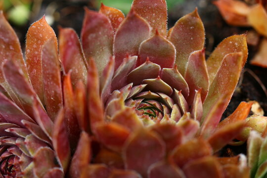 Volkmar Schara rojnik sempervivum