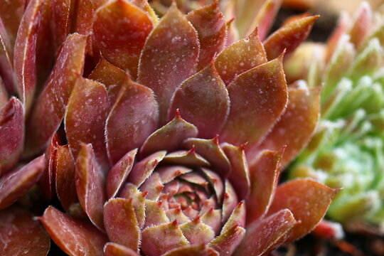 Volkmar Schara rojnik sempervivum