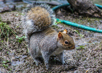 grey squirrel, wild squirrel, UK wildlife, curious squirrel, bushy tail, forest animal, backyard wildlife, ground level squirrel, rodent, foraging animal, natural behaviour, cute animal photo, nature 
