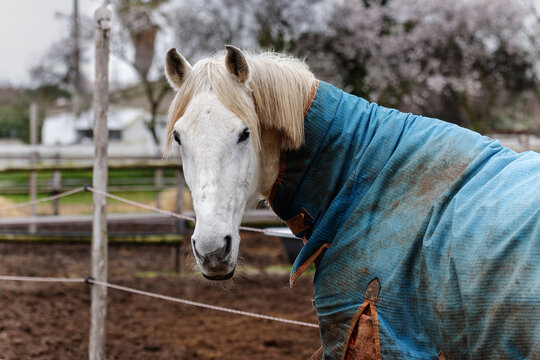 White horse with blue blanket standing in a meadow.