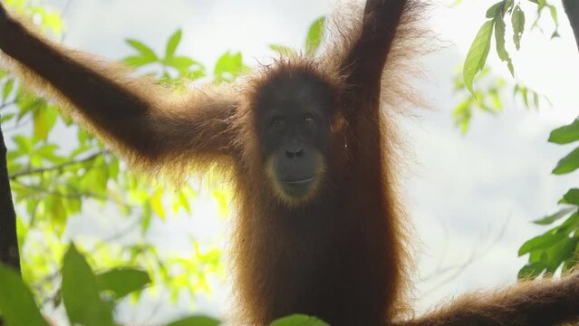 a close up of a backlit orangutan looking at the camera in the rainforest of gunung leuser national park on sumatra, indonesia