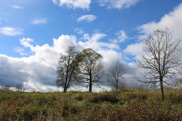 trees together in the field 