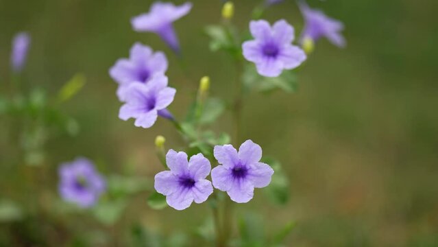 Ruellia tuberosa, also known as minnieroot, fever root, snapdragon root, and sheep potato, is a species of flowering plant in the family Acanthaceae	