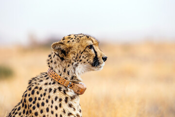 Profile view of the looking forward adult cheetah (Acinonyx jubatus) with a tracking collar....