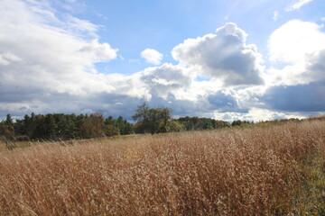 wheat field and blue sky