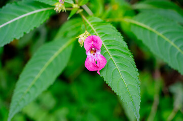 Impatiens glandulifera blooms in September.
