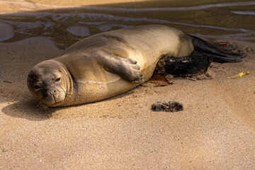 Hawaiian Monk Seal Endangered Species near Lahaina, Maui, Hawaii