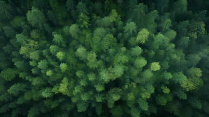 Lush green forest, vibrant green plants in the forest - obrazy, fototapety, plakaty