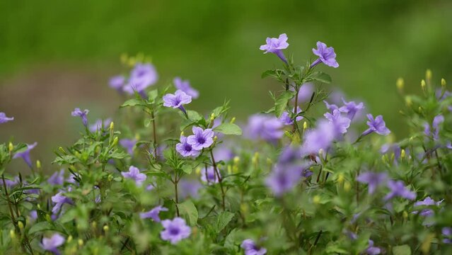 Ruellia tuberosa, also known as minnieroot, fever root, snapdragon root, and sheep potato, is a species of flowering plant in the family Acanthaceae