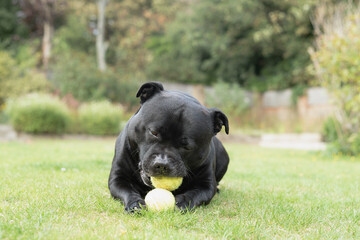 Staffordshire Bull Terrier dog lying on grass chewing two tennis balls. - 732770172