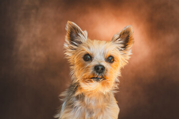 Kleiner Yorkshire Terrier