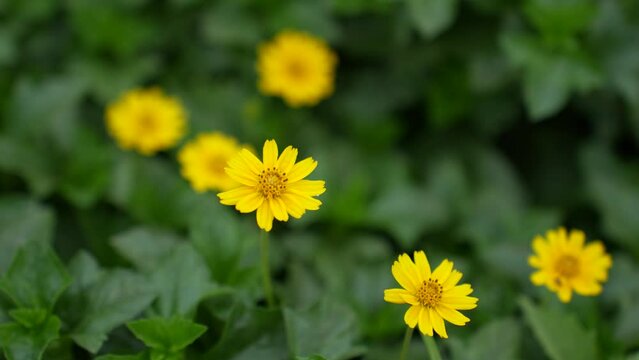 Yellow wild flowers. Sphagneticola trilobata, commonly known as the Bay Biscayne creeping-oxeye, merigold Singapore daisy, creeping-oxeye, trailing daisy, and wedelia.